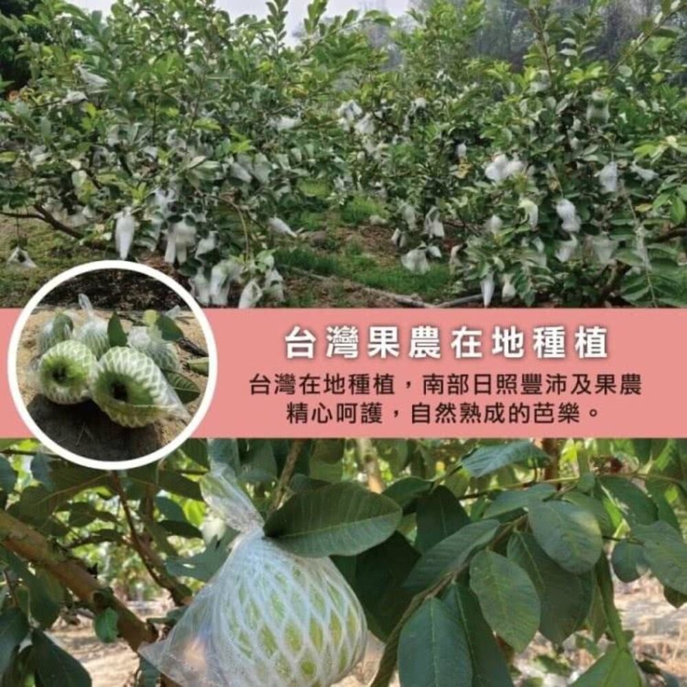 嚴選台灣帝王芭樂 0運費【果農直配】台灣芭樂 白芭樂 土芭樂-細節圖4