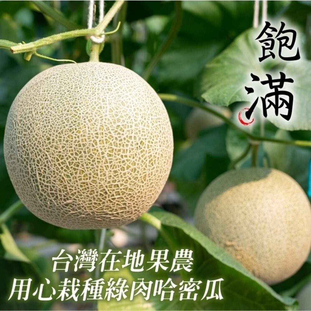 嚴選台灣綠肉哈密瓜(每顆800g±10%) 0運費【果之蔬】哈密瓜 哈蜜瓜 綠哈密瓜 綠哈蜜瓜 綠肉哈蜜瓜-細節圖3