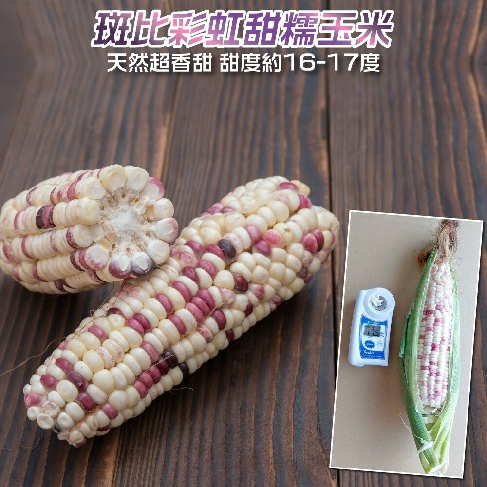 斑比彩虹甜糯玉米【果農直配】全省免運-細節圖3