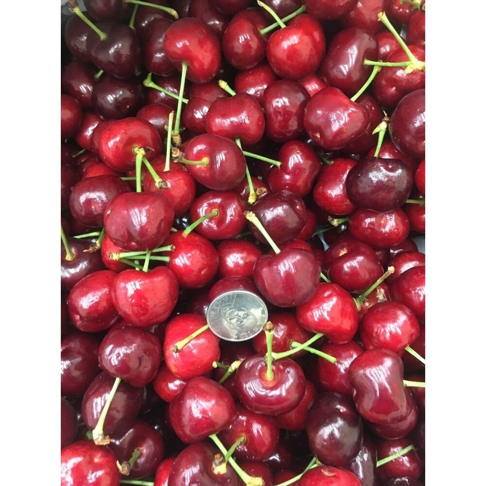 美國加州空運9R櫻桃禮盒 0運費【果之蔬】美國櫻桃 加州櫻桃 進口櫻桃 空運櫻桃 櫻桃禮盒-細節圖5