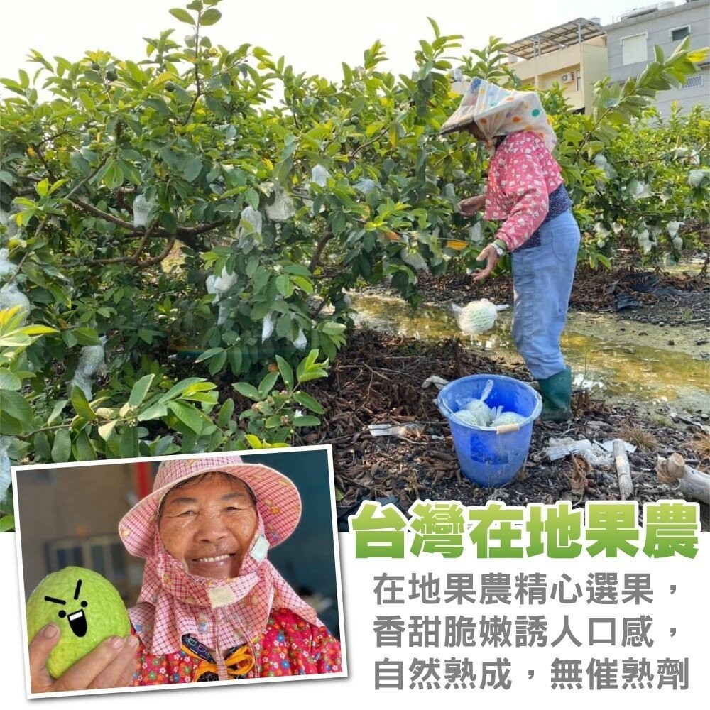 燕巢牛奶珍珠芭樂【果農直配】全省免運-細節圖2