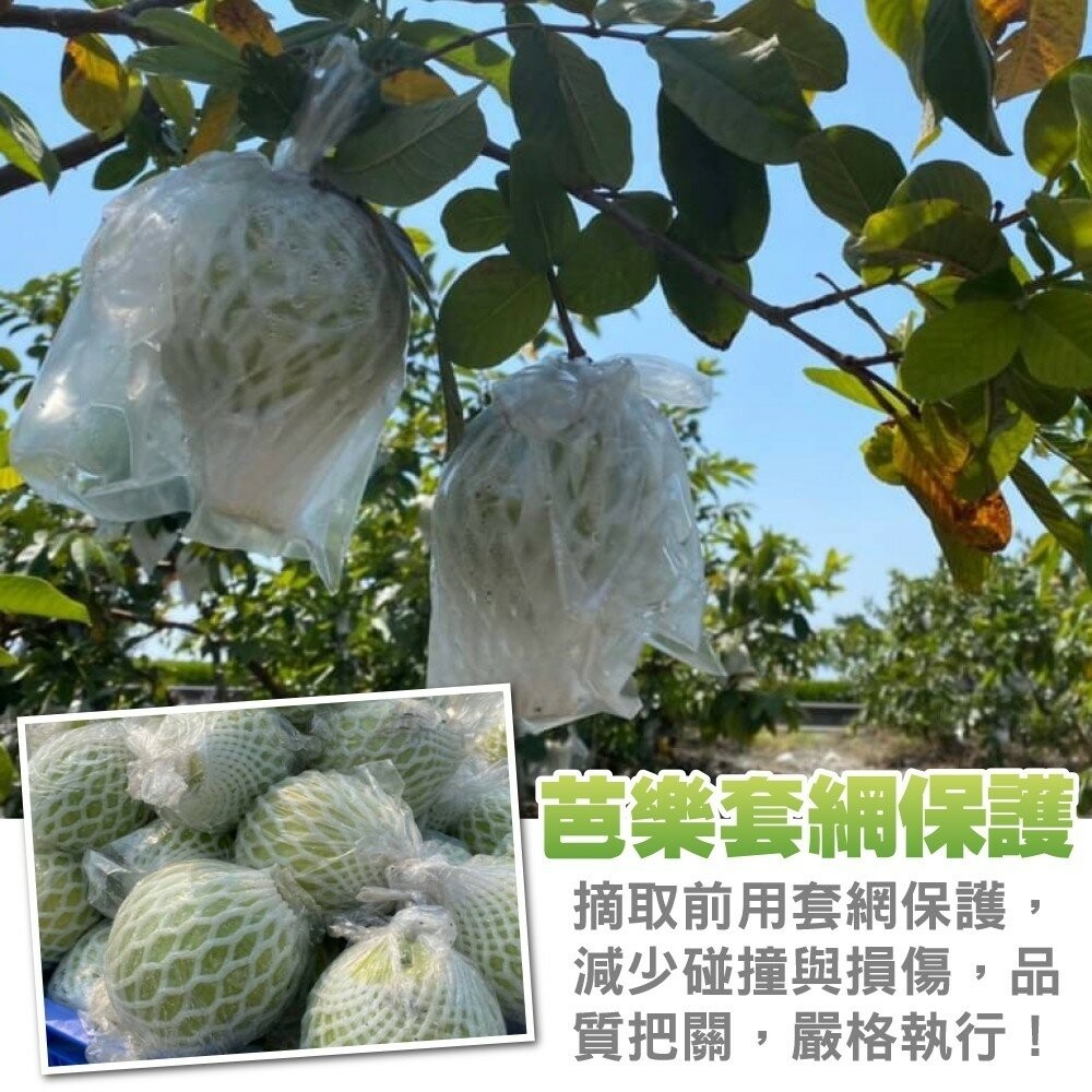燕巢牛奶珍珠芭樂【果農直配】全省免運-細節圖3