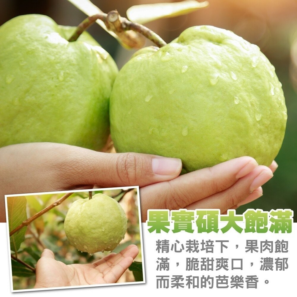燕巢牛奶珍珠芭樂【果農直配】全省免運-細節圖4