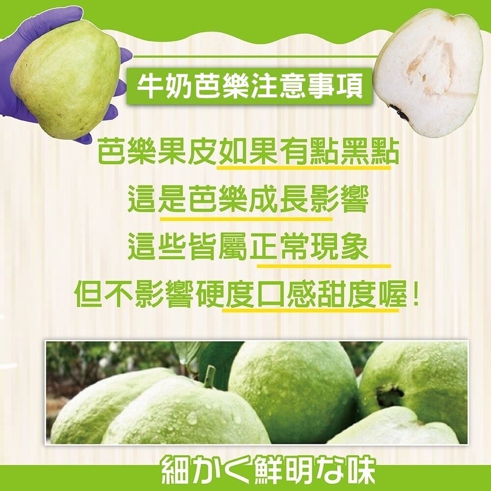 燕巢牛奶珍珠芭樂【果農直配】全省免運-細節圖5