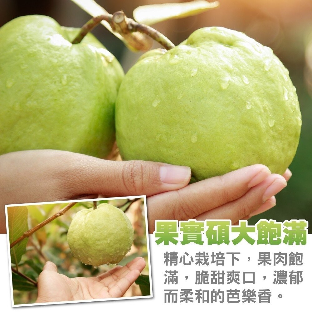 燕巢牛奶珍珠芭樂 0運費【果農直配】全省免運-細節圖4