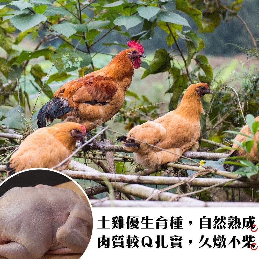 台灣土雞(全雞)(每隻1kg±10%)【天天鮮配】滿額免運-細節圖3