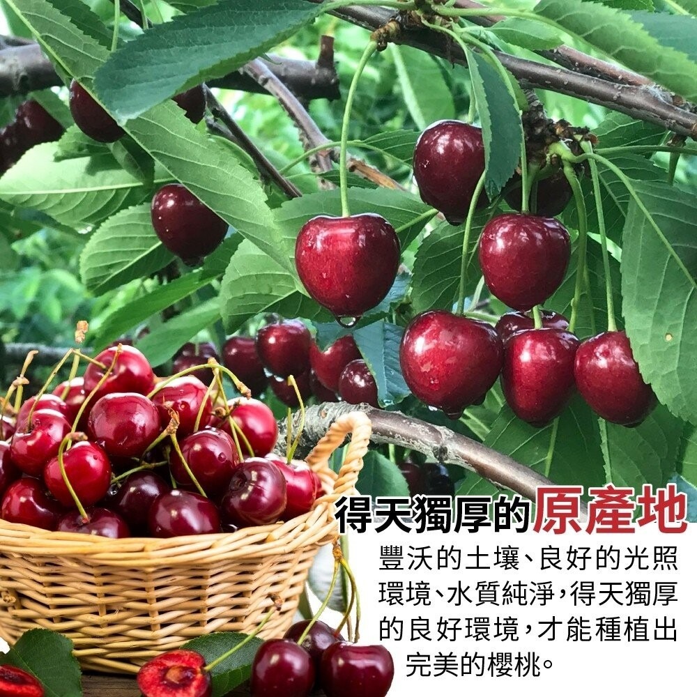 紐西蘭進口櫻桃禮盒1kg±10%【果之蔬】0運費-細節圖3