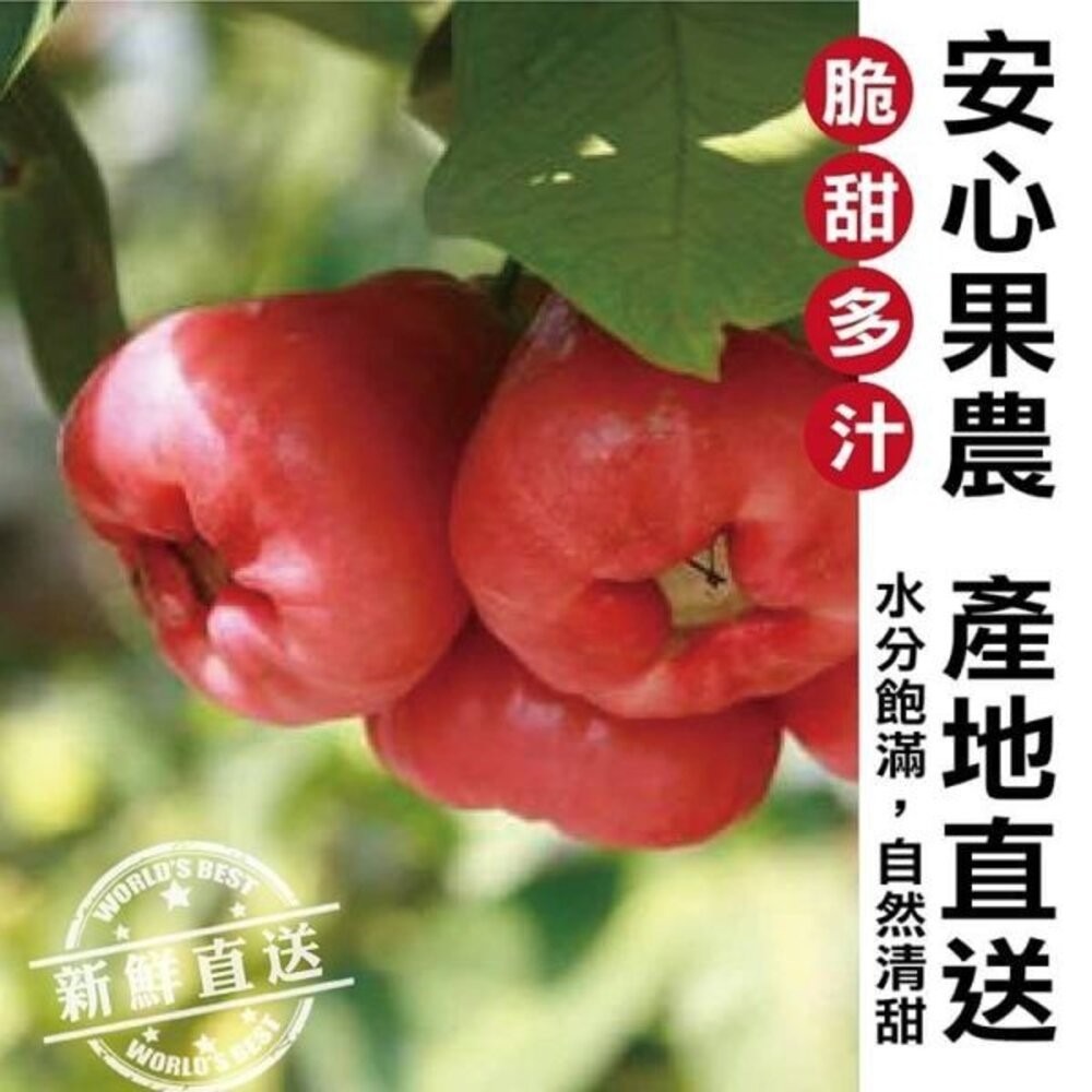 台灣正統黑糖芭比蓮霧禮盒8-12入/2kg±10%含盒 0運費【果之蔬】-細節圖2