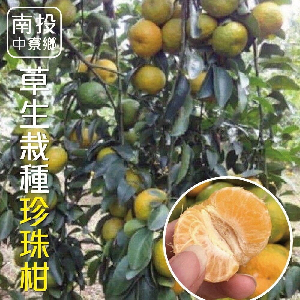 台灣草生栽種珍珠柑 0運費【果農直送】迷你柑-細節圖2