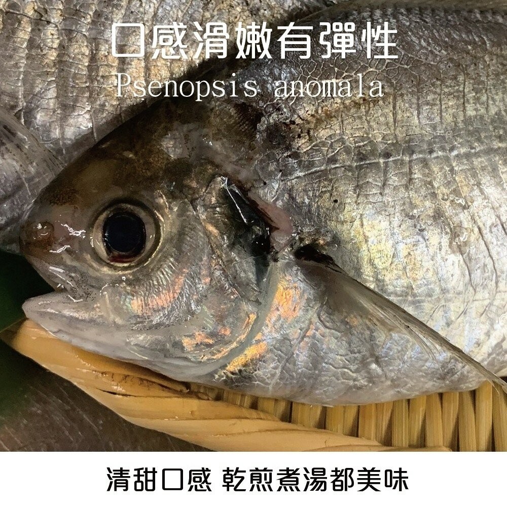 新鮮野生肉魚/肉鯽仔(每尾100g±10%)【海陸管家】滿額免運-細節圖3