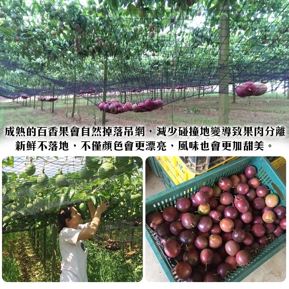 埔里吊網香甜百香果 0運費【天天鮮配】-細節圖4