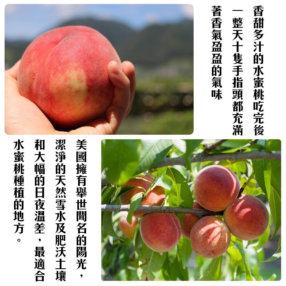 美國壽康水蜜桃 0運費【果之蔬】美國水蜜桃 進口水蜜桃 水蜜桃禮盒 原裝水蜜桃 壽康桃 壽康水蜜桃-細節圖5