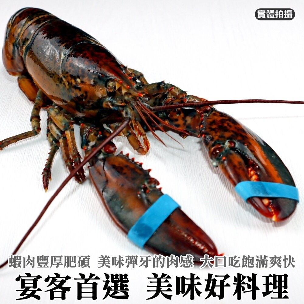 加拿大波士頓龍蝦【天天鮮配】滿額免運 龍蝦 大龍蝦 加拿大龍蝦 波士頓龍蝦-細節圖2