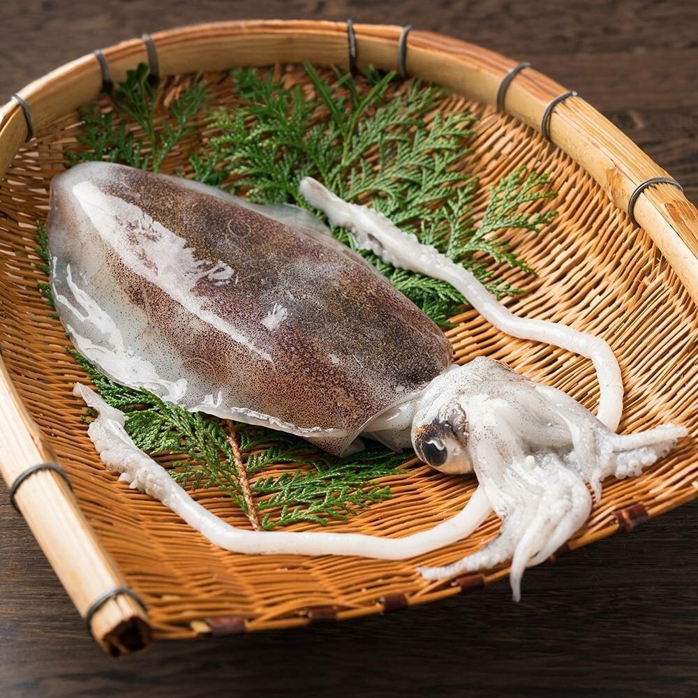 野生特級軟絲(每隻200-300g)【海陸管家】滿額免運-細節圖2