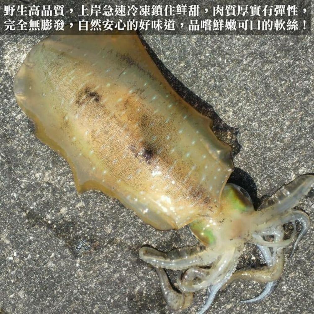 野生特級軟絲(每隻200-300g)【海陸管家】滿額免運-細節圖3