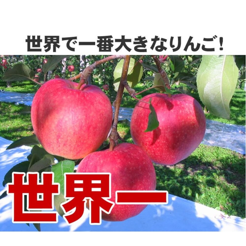 日本青森縣世界一蘋果(每顆450-500g) 0運費【果之蔬】日本蘋果 日本紅蘋果 日本世界一 青森蘋果 青森紅蘋果-細節圖3