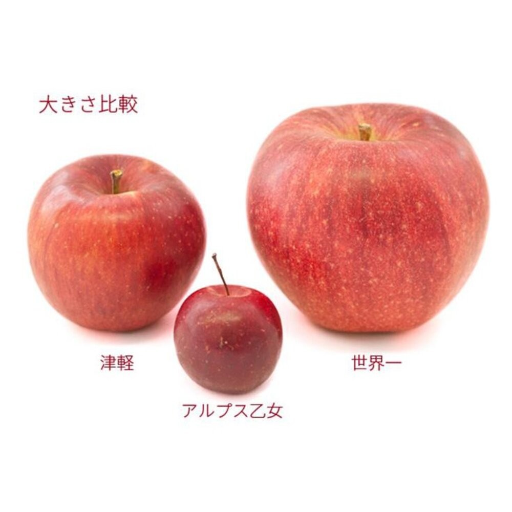 日本青森縣世界一蘋果(每顆450-500g) 0運費【果之蔬】日本蘋果 日本紅蘋果 日本世界一 青森蘋果 青森紅蘋果-細節圖5