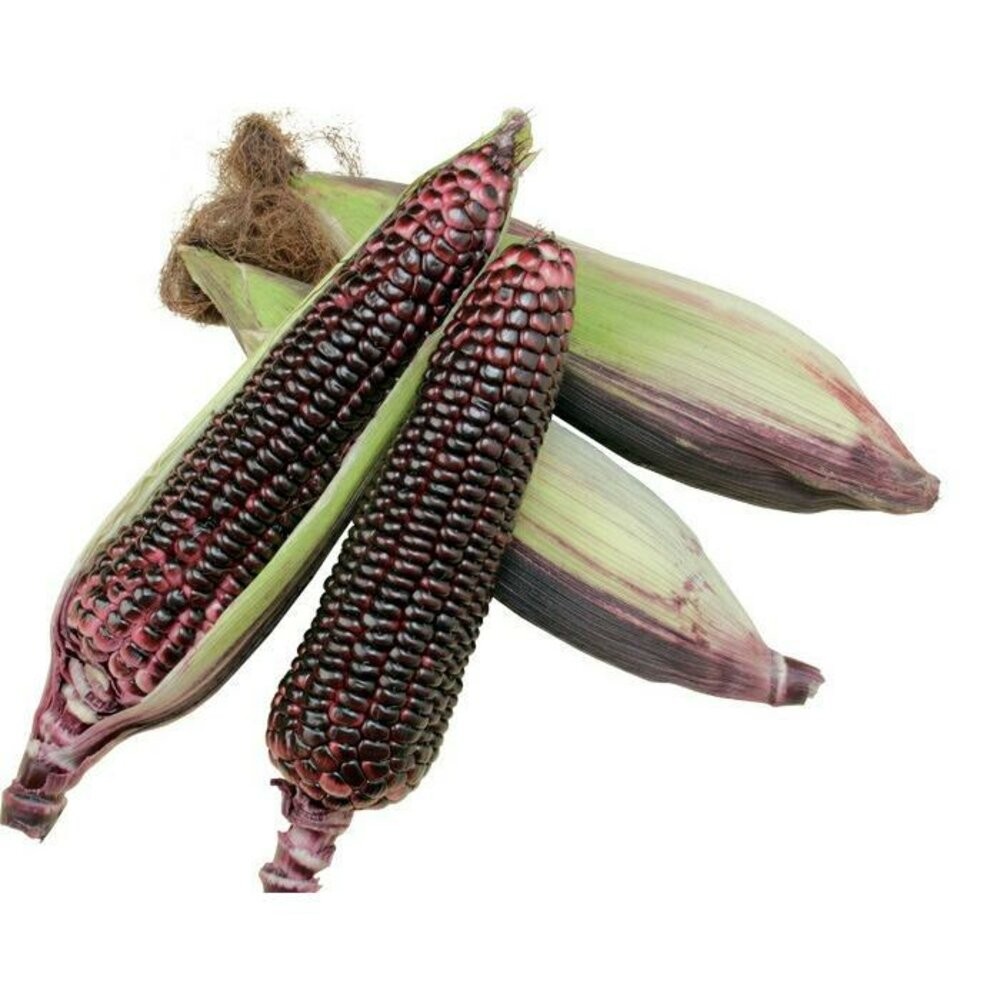 黑寶紫糯米玉米【果農直配】0運費-細節圖2