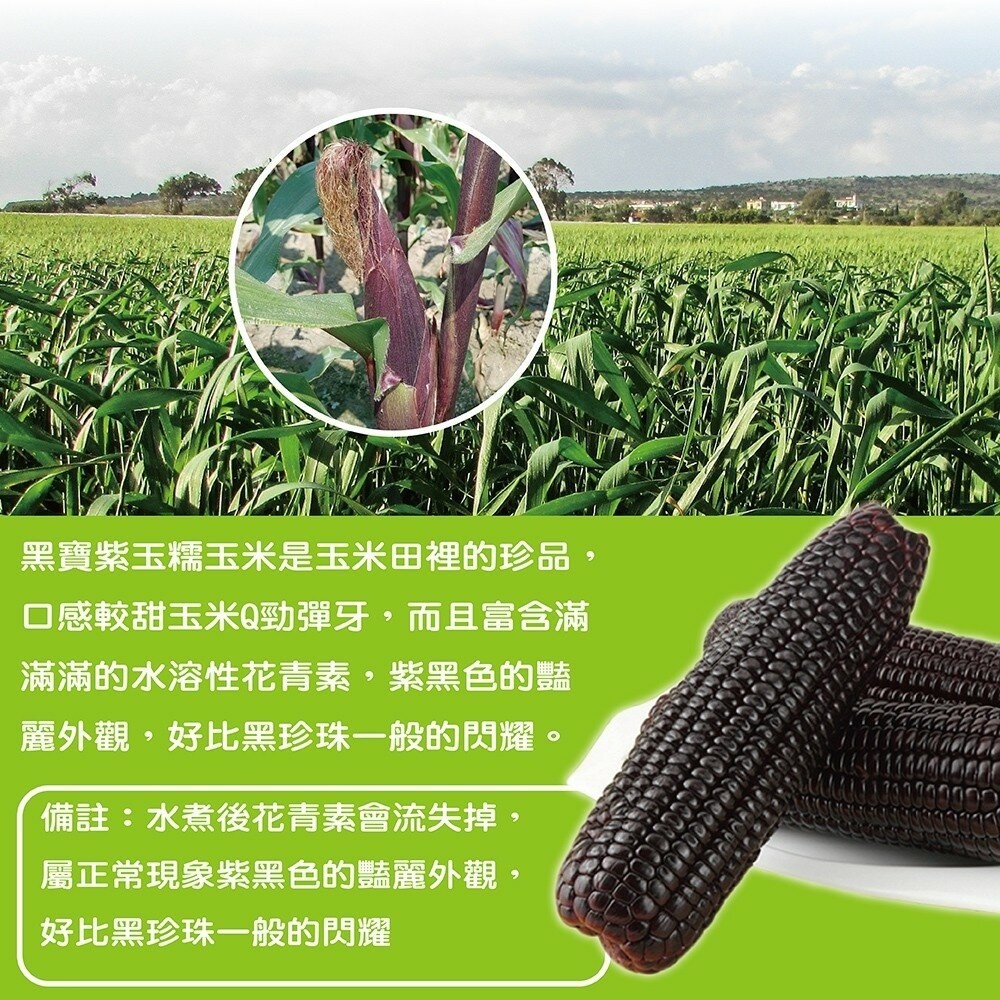 黑寶紫糯米玉米【果農直配】0運費-細節圖4