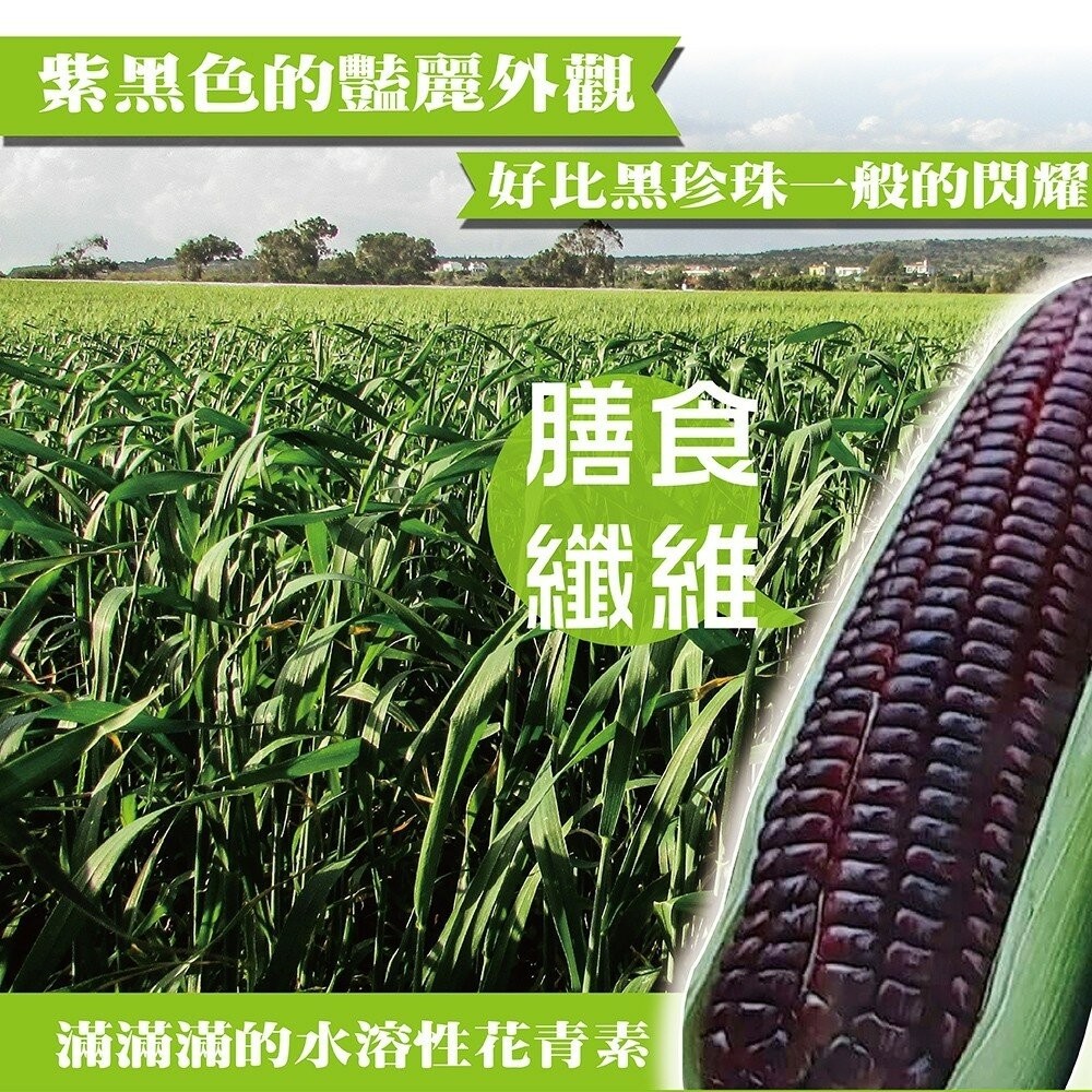 黑寶紫糯米玉米【果農直配】0運費-細節圖6