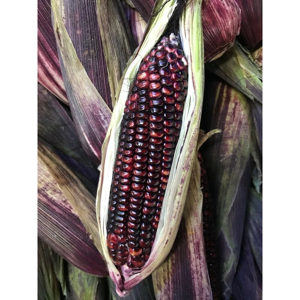 黑寶紫糯米玉米【果農直配】0運費-細節圖7