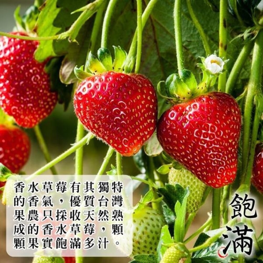 嚴選台灣香水草莓(每盒400g±10%含盒) 0運費【果之蔬】台灣草莓 草莓果醬 盒裝草莓-細節圖3