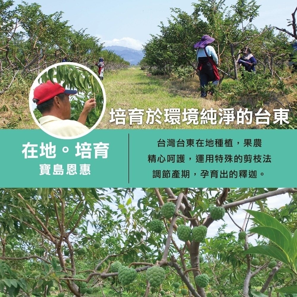 台東大目釋迦5斤±10% 0運費【果農直配】台灣釋迦 大目 釋迦-細節圖4