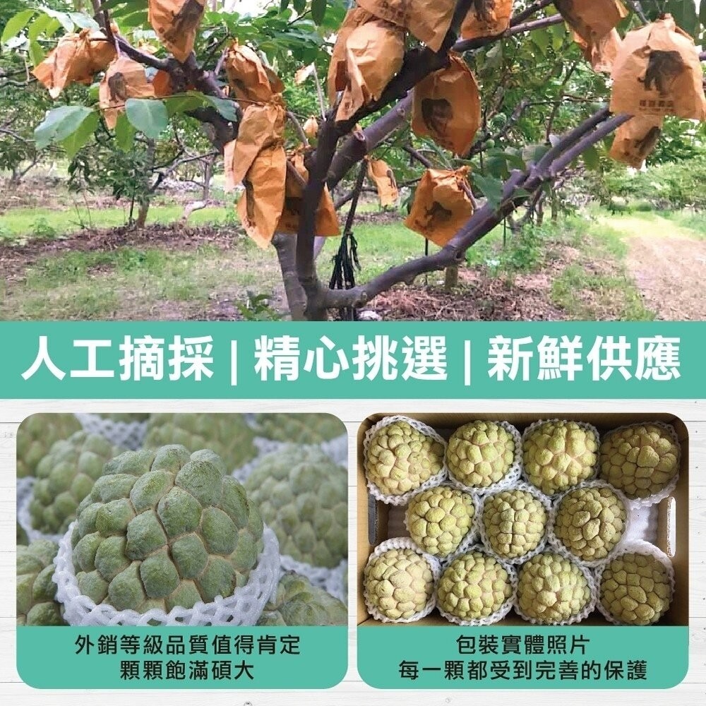 台東大目釋迦5斤±10% 0運費【果農直配】台灣釋迦 大目 釋迦-細節圖5