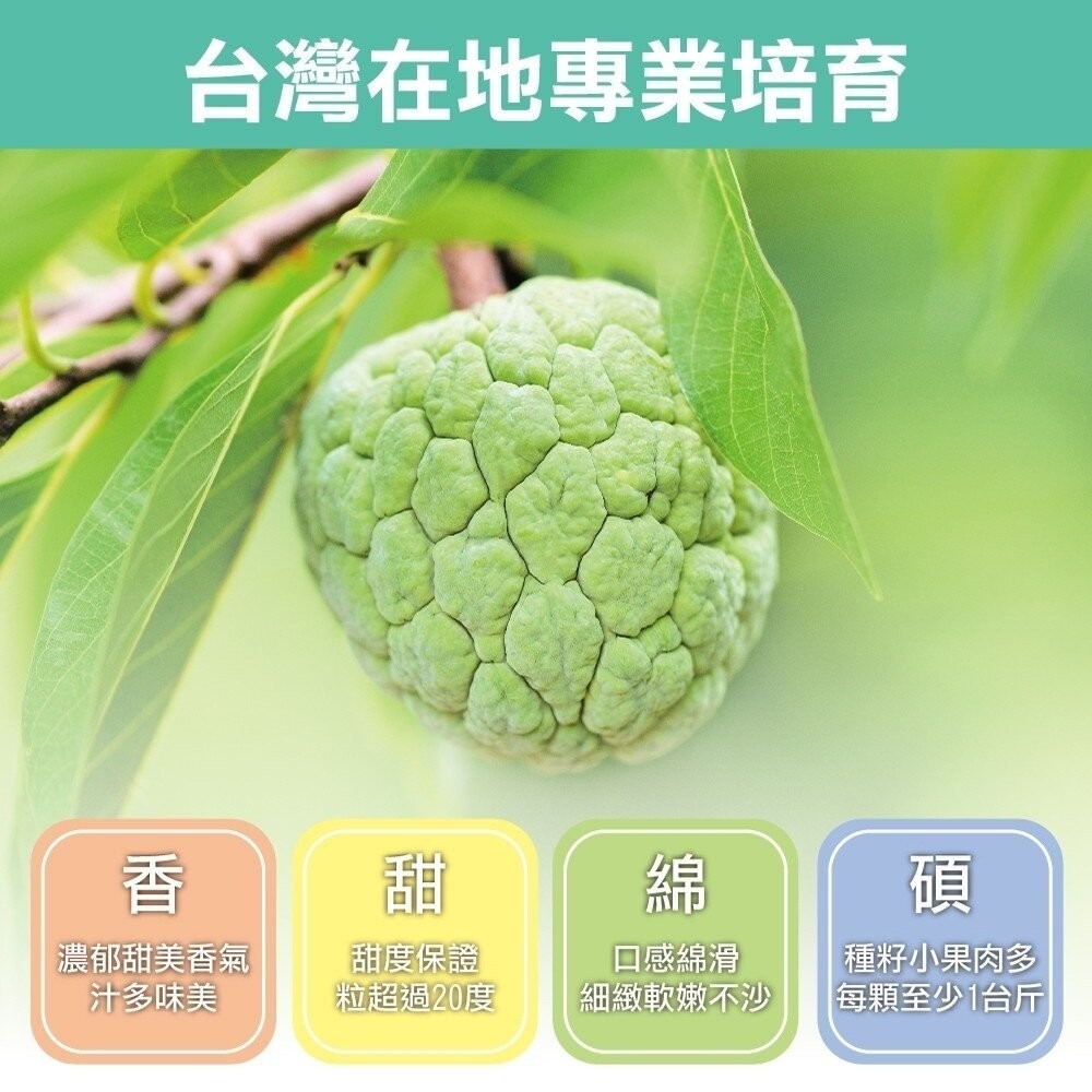 台東大目釋迦5斤±10% 0運費【果農直配】台灣釋迦 大目 釋迦-細節圖6