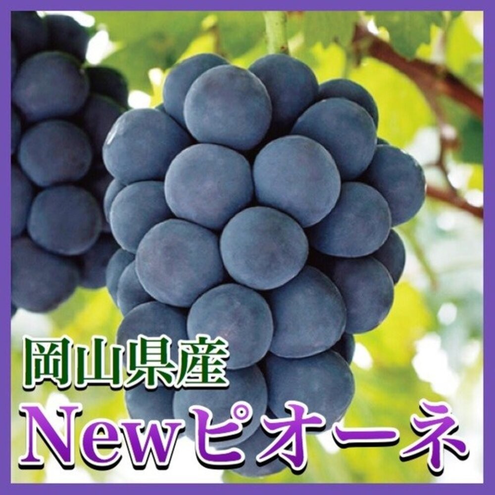 日本岡山/香川/長野貓眼葡萄禮盒(每串700g±10%) 0運費【果之蔬】貓眼葡萄 巨峰葡萄 黑葡萄 紫葡萄 日本葡萄-細節圖4