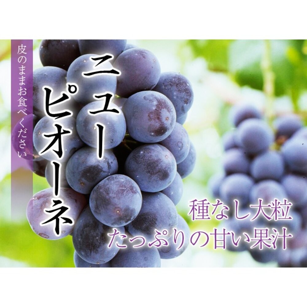 日本岡山/香川/長野貓眼葡萄禮盒(每串700g±10%) 0運費【果之蔬】貓眼葡萄 巨峰葡萄 黑葡萄 紫葡萄 日本葡萄-細節圖6