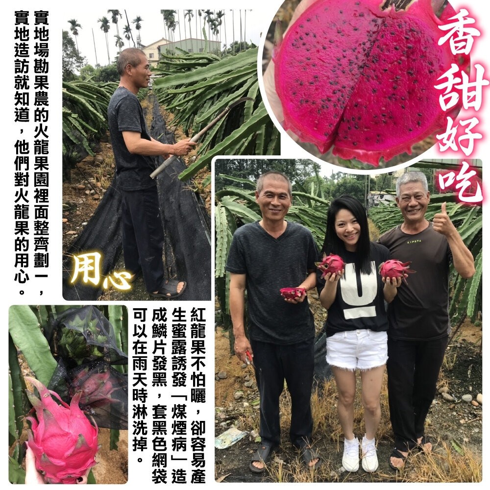台灣紅肉火龍果 0運費【天天鮮配】紅龍果 紅色火龍果-細節圖3