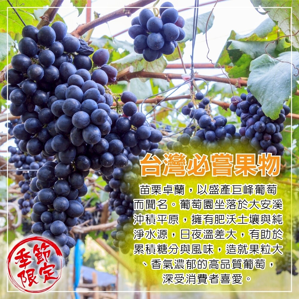 苗栗卓蘭巨峰葡萄禮盒5斤±10%/含盒 0運費【果農直配】巨峰葡萄 卓蘭 葡萄禮盒-細節圖3