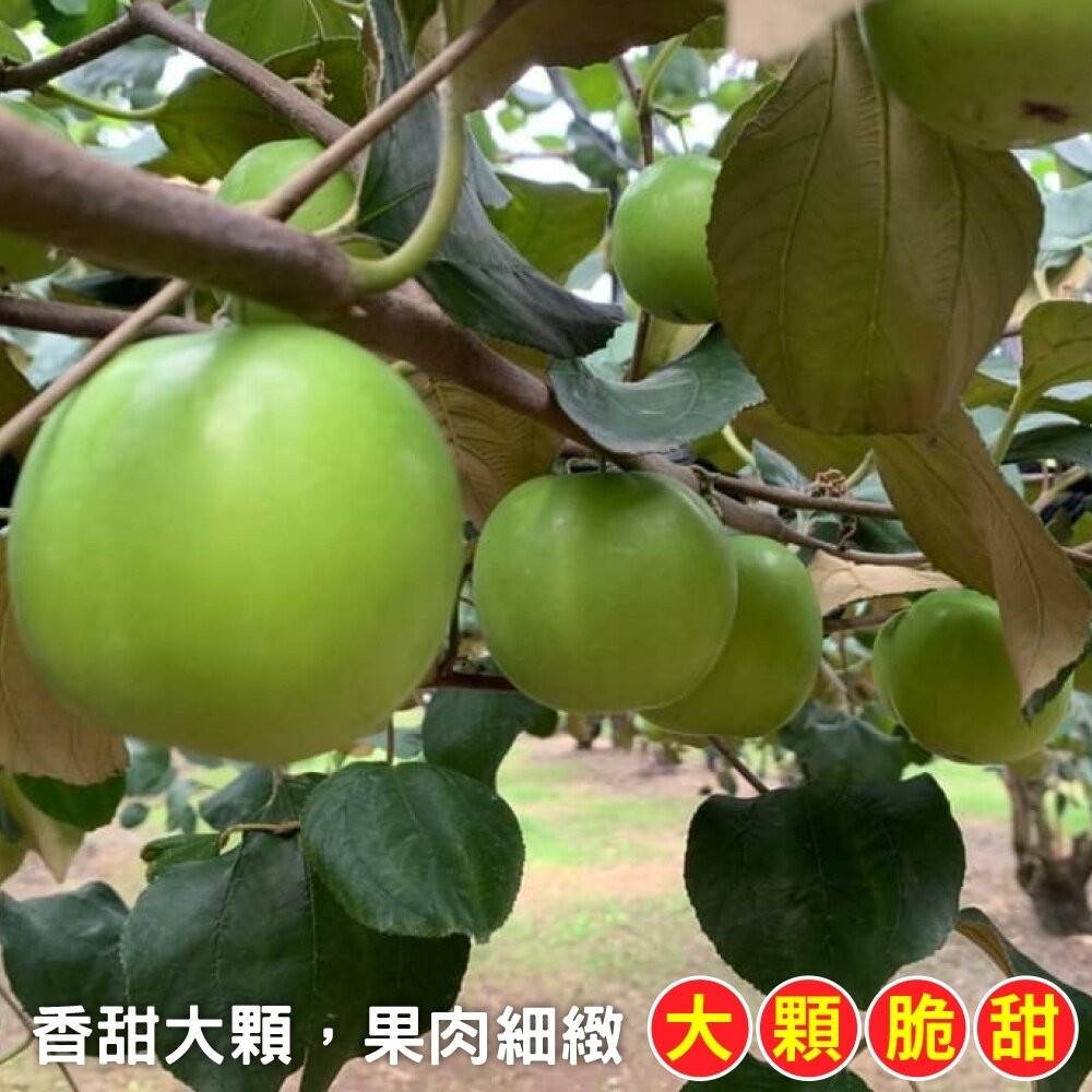 屏東高樹頂級雪麗蜜棗【果農直配】0運費 蜜棗 雪蜜棗-細節圖2