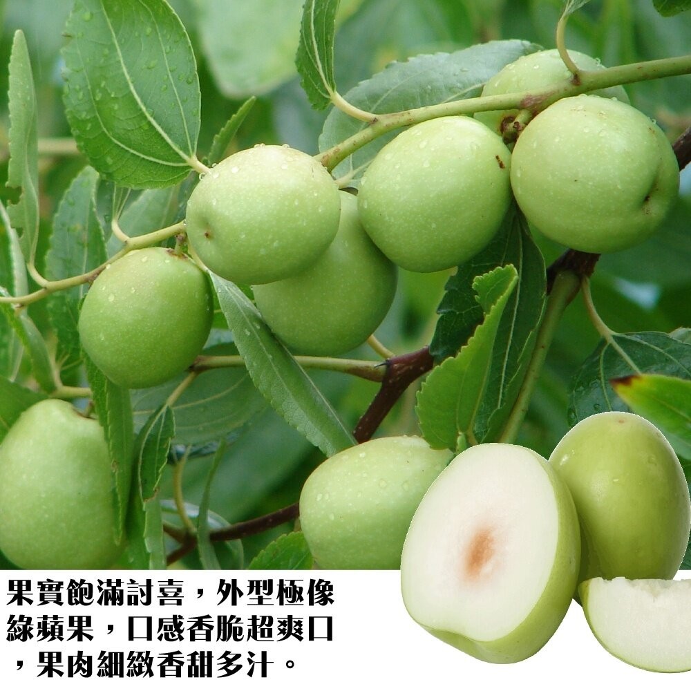 台灣燕巢區牛奶蜜棗 0運費【果之蔬】台灣蜜棗 蜜棗禮盒 水果禮盒 年節禮盒-細節圖4