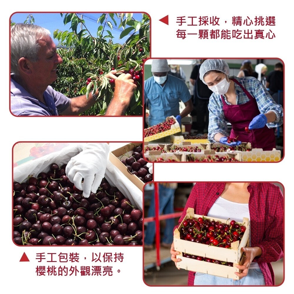 紐西蘭空運牽牛花櫻桃原裝/分裝禮盒 0運費【果之蔬】紐西蘭櫻桃 進口櫻桃 空運櫻桃 原裝櫻桃 櫻桃禮盒 年節禮盒 水果禮-細節圖4