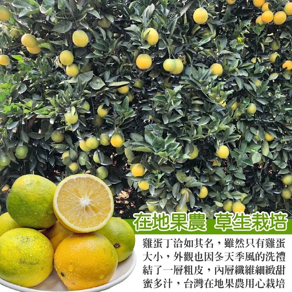 嚴選老欉雞蛋柳丁 0運費【果農直配】台灣柳丁 台灣雞蛋柳丁 雞蛋丁 老欉柳丁 柑橘-細節圖3