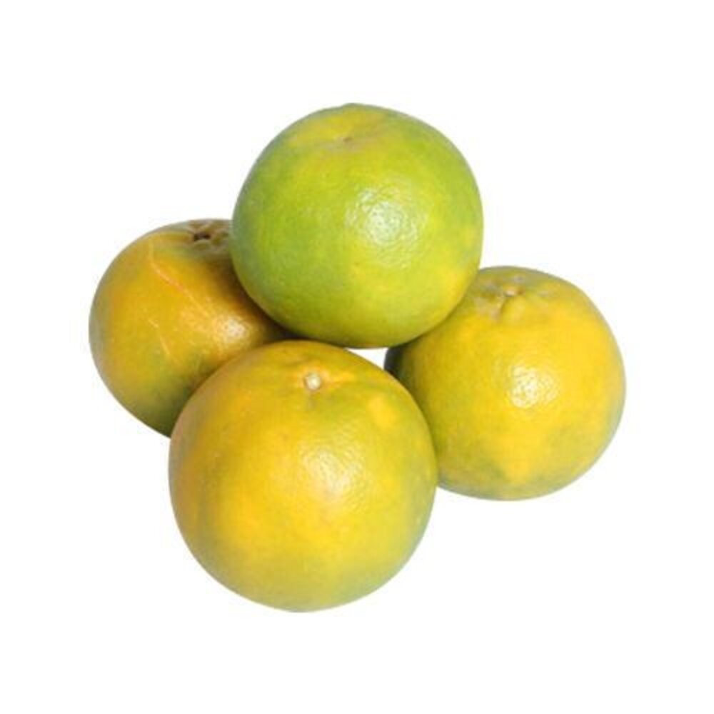 雲林老欉柳丁 0運費【果農直送】台灣柳丁 雲林柳丁 柑橘 老欉丁-細節圖2