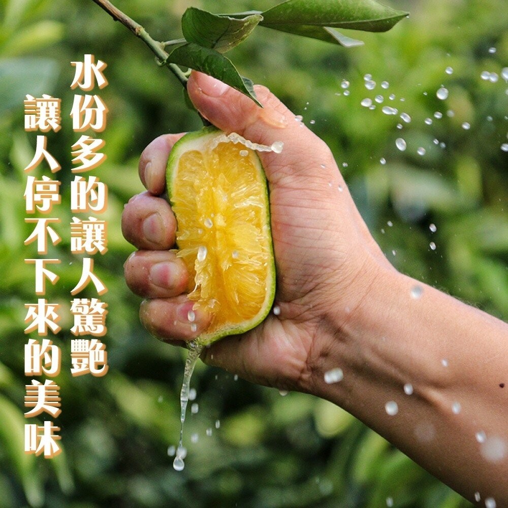 雲林老欉柳丁 0運費【果農直送】台灣柳丁 雲林柳丁 柑橘 老欉丁-細節圖5