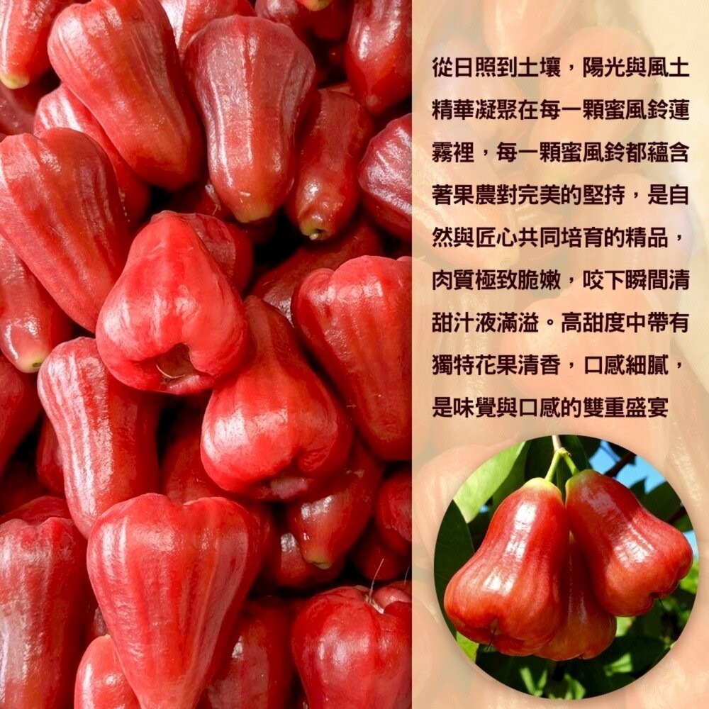 台灣蜜風鈴蓮霧 3斤±10%含盒/10-18入 0運費【果之蔬】-細節圖3