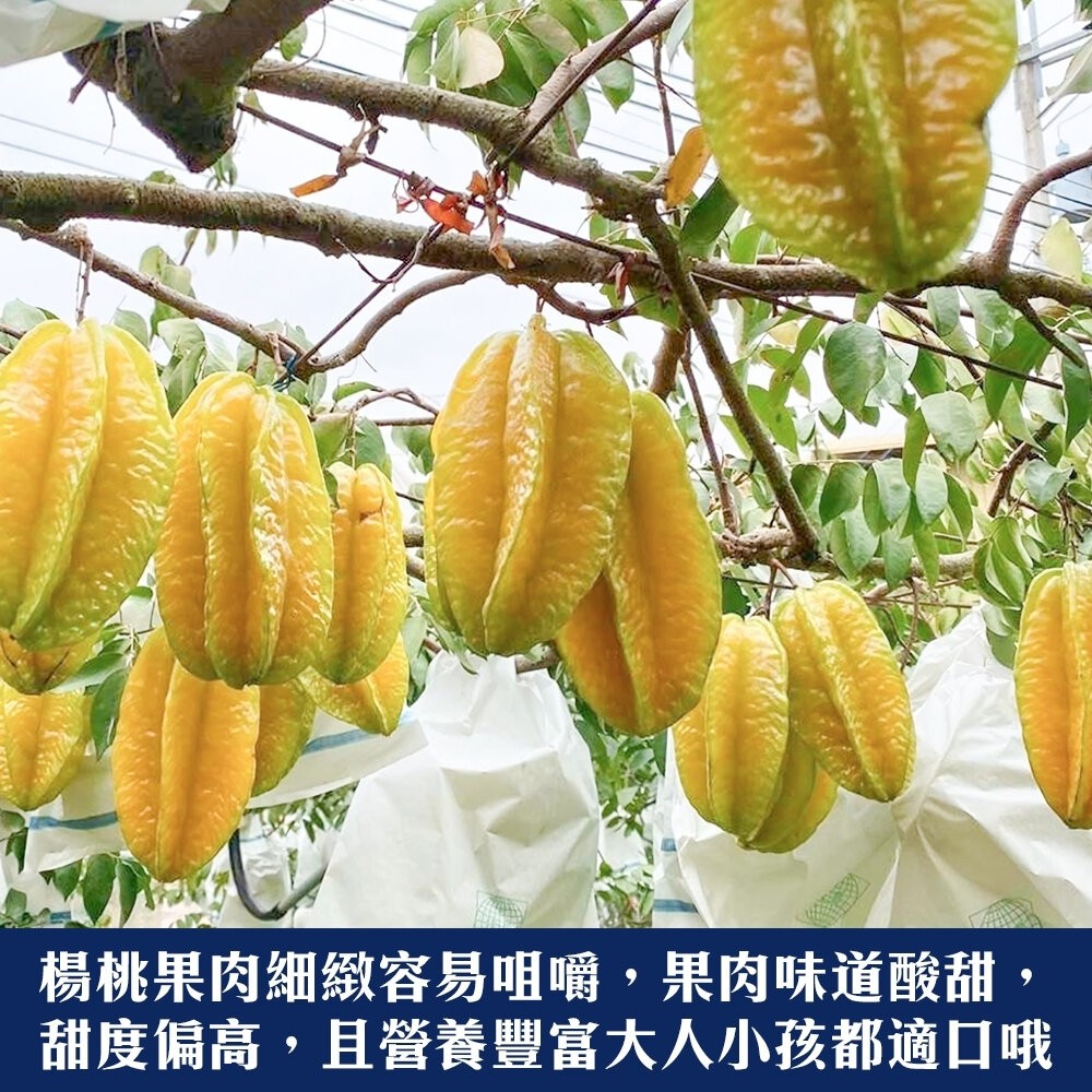 台灣嚴選牛奶楊桃 4.5斤±10%【果農直配】0運費-細節圖2