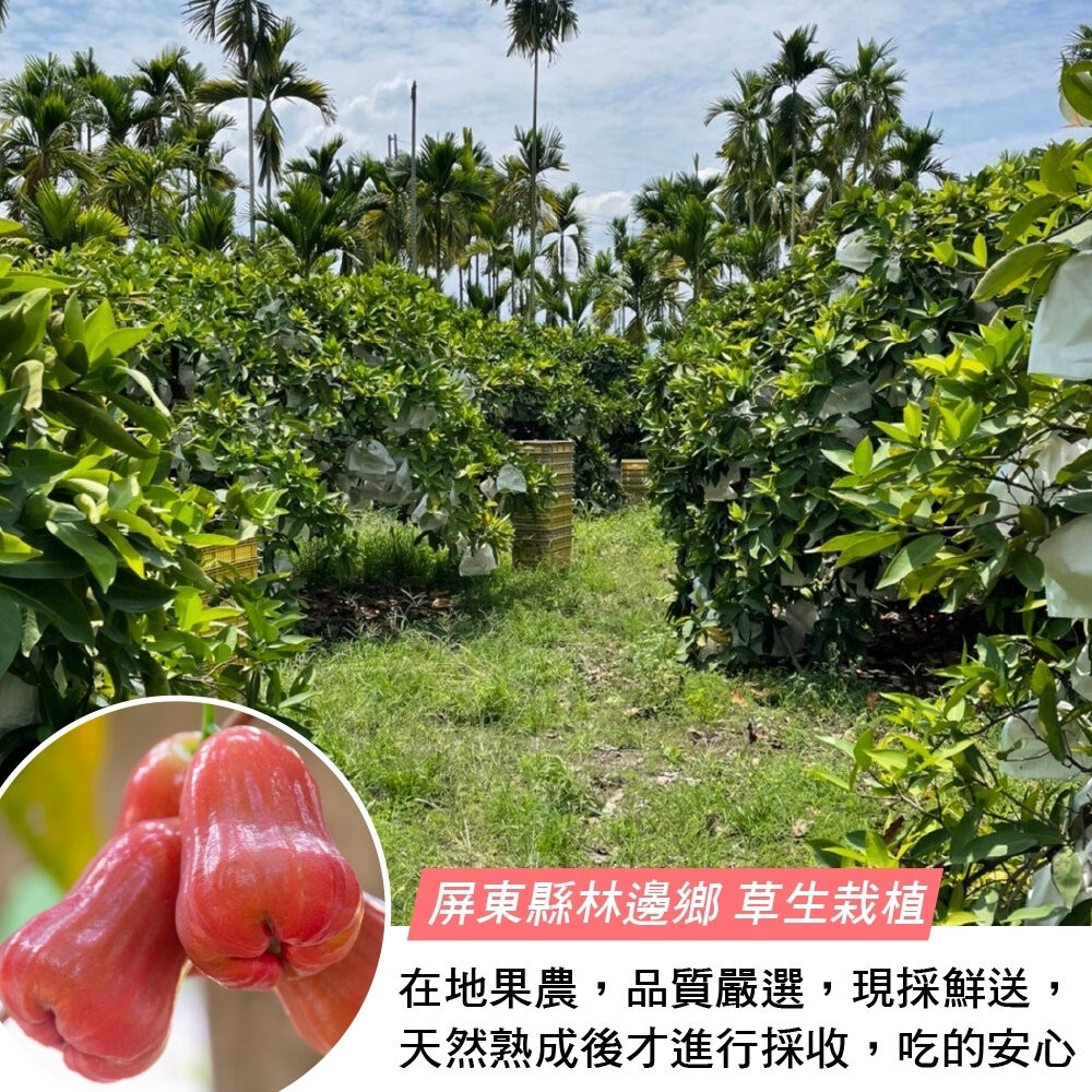 屏東林邊草生栽植砲彈蓮霧 0運費【果之蔬】台灣蓮霧 屏東蓮霧 林邊蓮霧 台灣水果-細節圖3