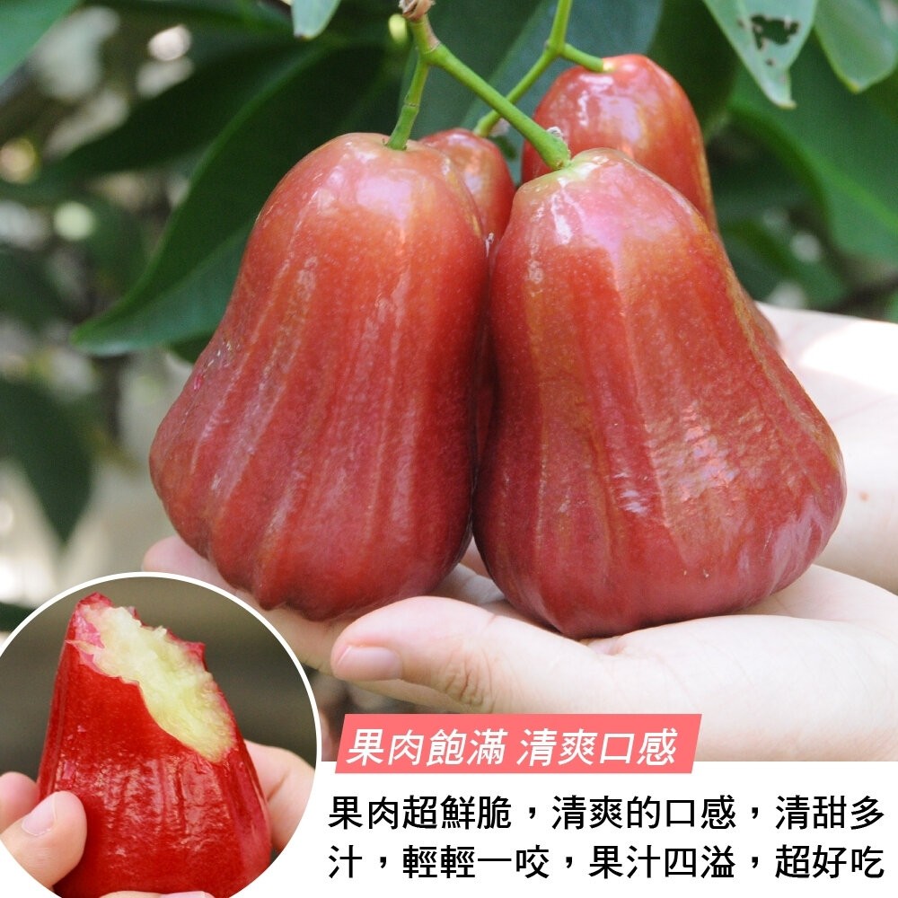 屏東林邊草生栽植砲彈蓮霧 0運費【果之蔬】台灣蓮霧 屏東蓮霧 林邊蓮霧 台灣水果-細節圖5