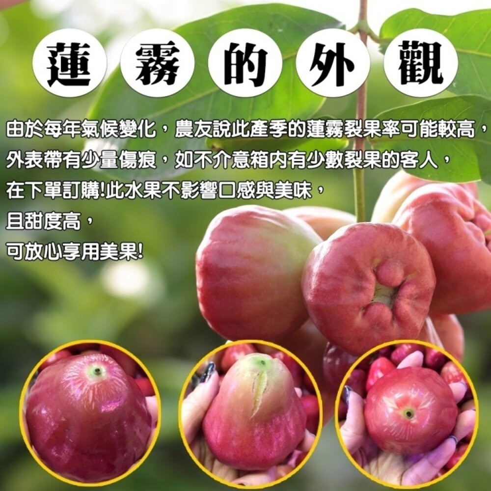 屏東林邊草生栽植砲彈蓮霧 0運費【果之蔬】台灣蓮霧 屏東蓮霧 林邊蓮霧 台灣水果-細節圖7