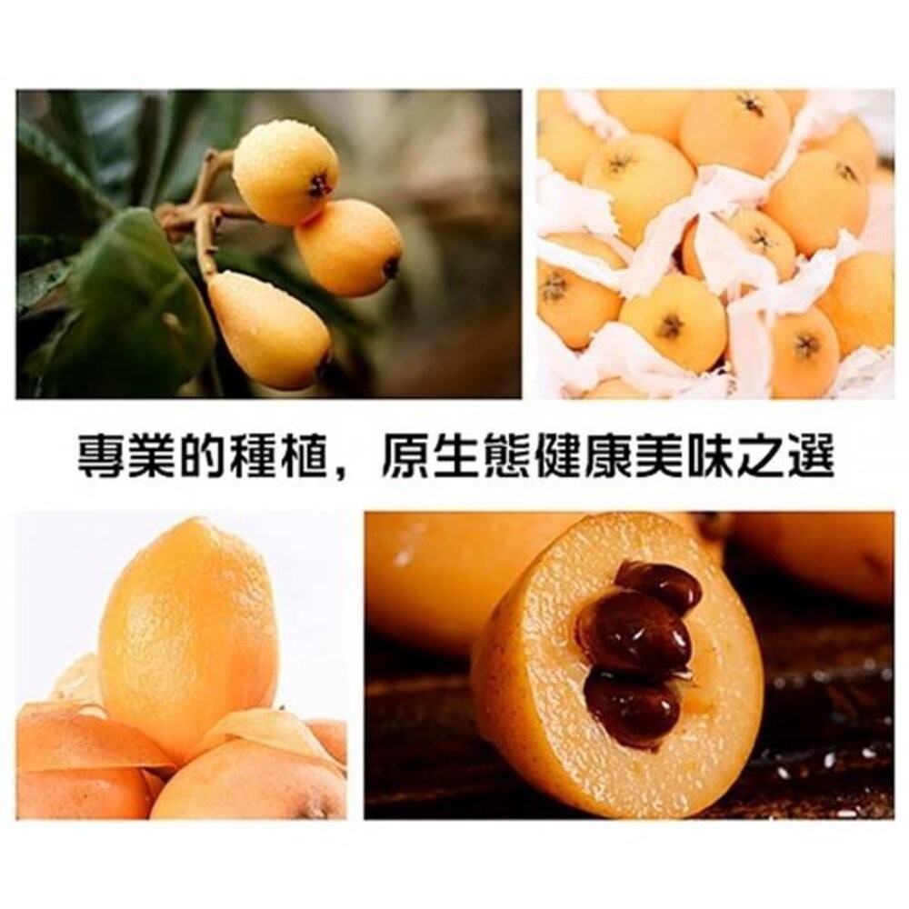 台灣頂級枇杷禮盒(每盒500g±10%含盒) 0運費【果之蔬】台灣枇杷 台灣水果-細節圖3
