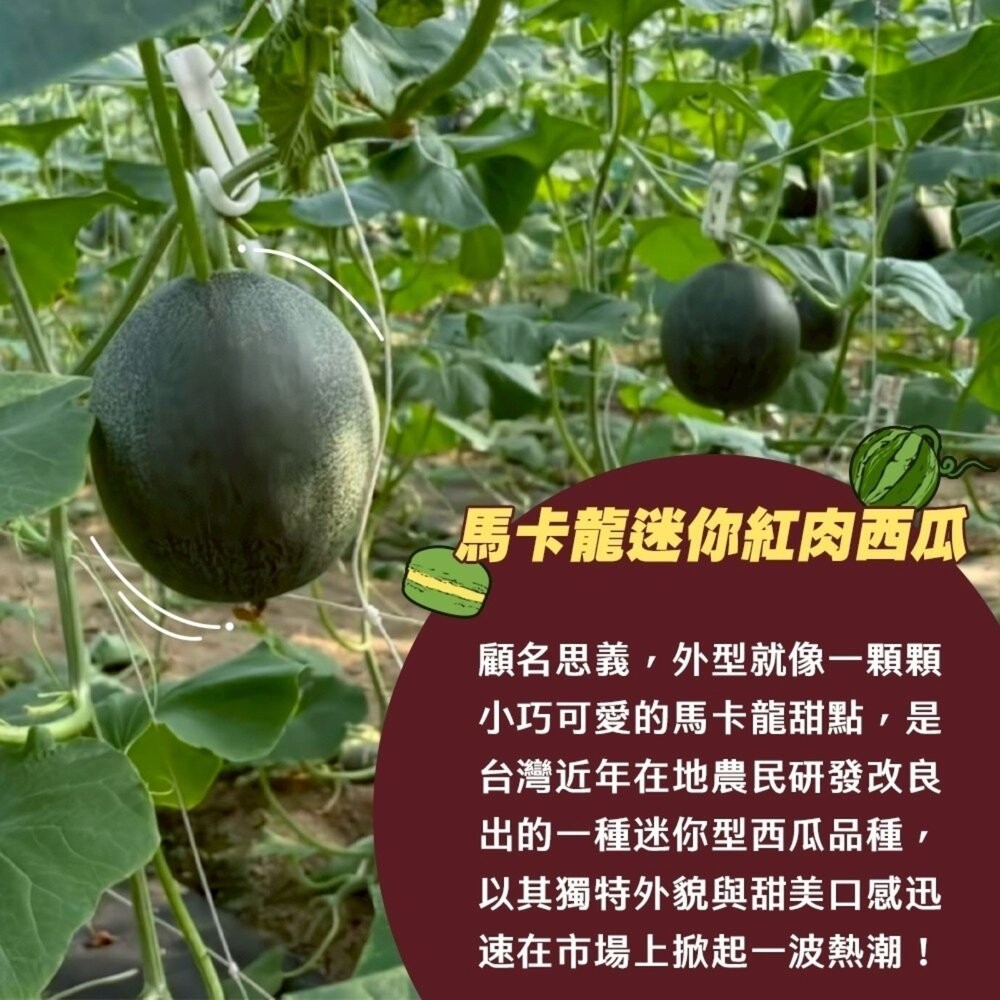台灣馬卡龍迷你紅肉小西瓜(每箱2.5kg±10%) 0運費【果之蔬】西瓜 迷你西瓜 小西瓜 甜西瓜 紅西瓜-細節圖3