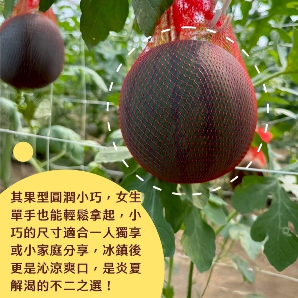 台灣馬卡龍迷你紅肉小西瓜(每箱2.5kg±10%) 0運費【果之蔬】西瓜 迷你西瓜 小西瓜 甜西瓜 紅西瓜-細節圖4