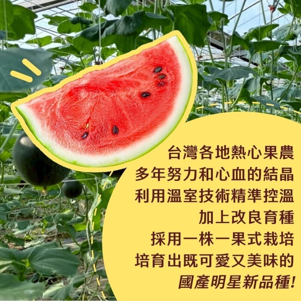 台灣馬卡龍迷你紅肉小西瓜(每箱2.5kg±10%) 0運費【果之蔬】西瓜 迷你西瓜 小西瓜 甜西瓜 紅西瓜-細節圖6