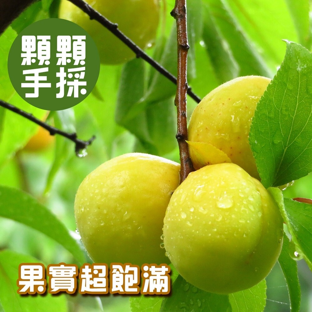 台灣南投信義鄉青梅 0運費【果之蔬】台灣青梅-細節圖4