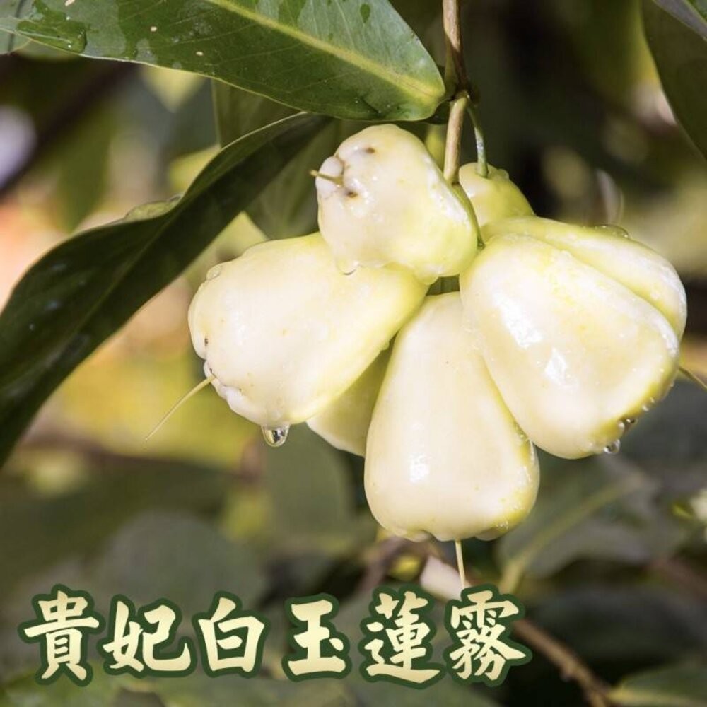 屏東林邊貴妃白玉蓮霧3.5斤±10%含盒 0運費【果農直配】蓮霧 白蓮霧 白色蓮霧 貴妃蓮霧 屏東蓮霧-細節圖2